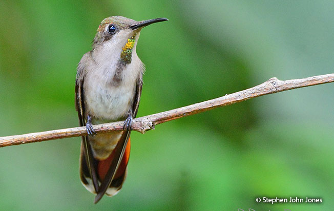 ruby-topaz_hummingbird