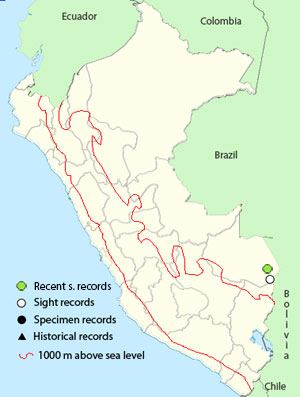 Cachirla Amarillenta