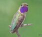 Estrellita de Cola Corta (Myrmia micrura)