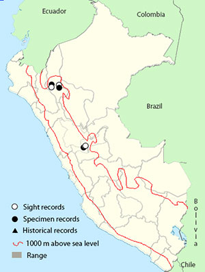 white-winged tapaculo