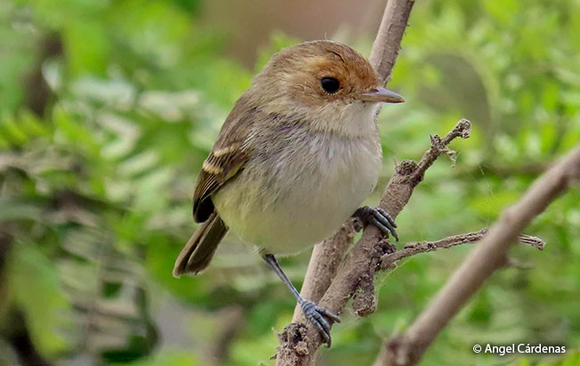 Fulvous-headed Pygmy-Tyrant