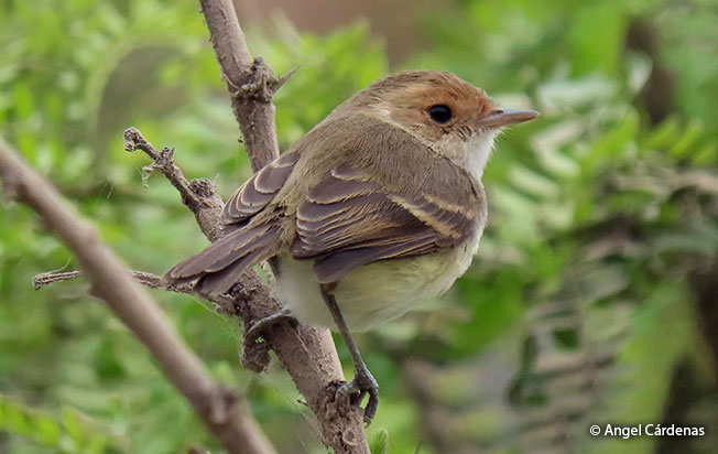 Fulvous-headed Pygmy-Tyrant