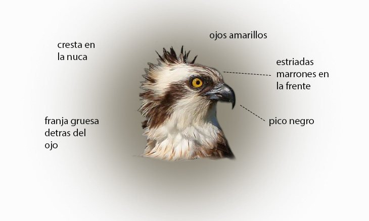 Apariencia e identificación del Águila Pescadora - Aves de Peru
