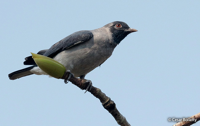 black-faced cotinga