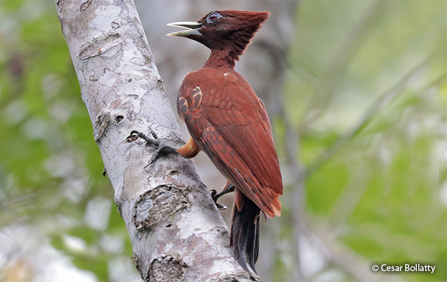 chestnut woodpecker