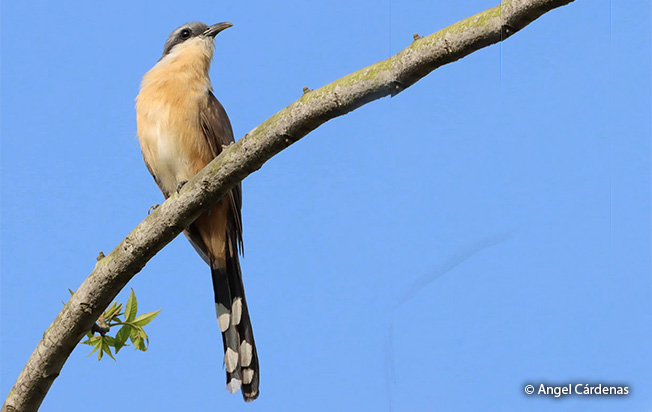 dark-billed cuckoo