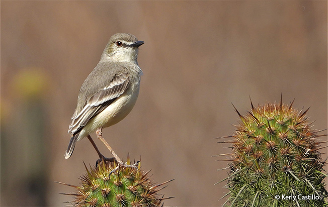 short-tailed field-tyrant