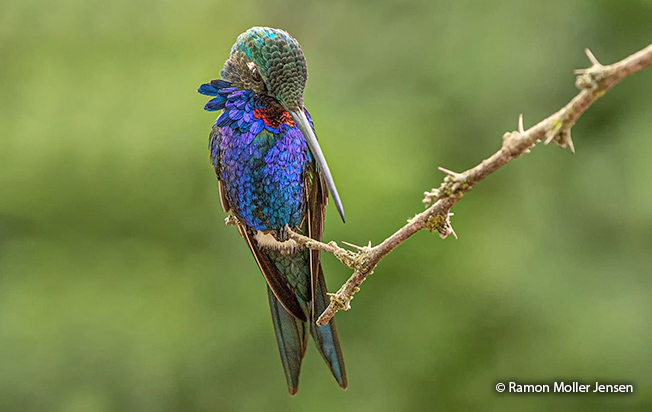 blue-tufted starthroat
