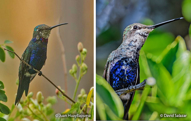 blue-tufted starthroat