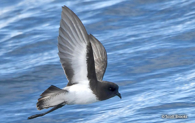 gray-backed storm-petrel