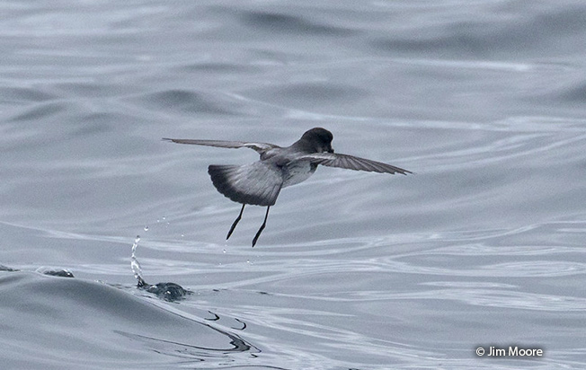 gray-backed storm-petrel