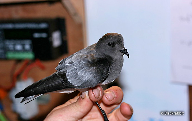 gray-backed storm-petrel in hand