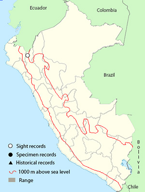 spot-fronted swift-map