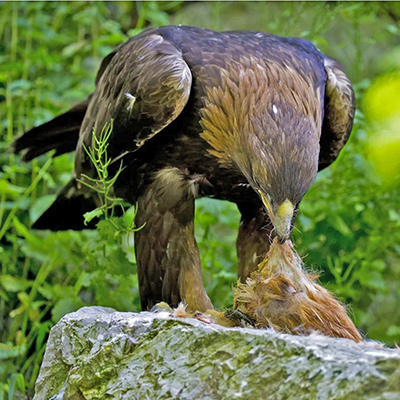 Alimentación y Caza del Águila Real - Aves de Peru
