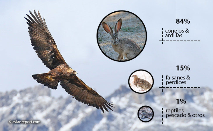 Alimentación y Caza del Águila Real - Aves de Peru