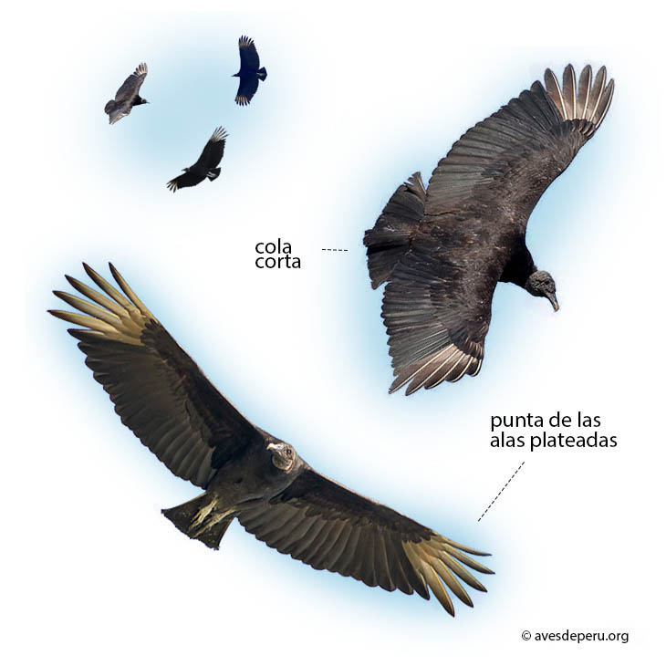 gallinazo-cabeza-negra-vuelo