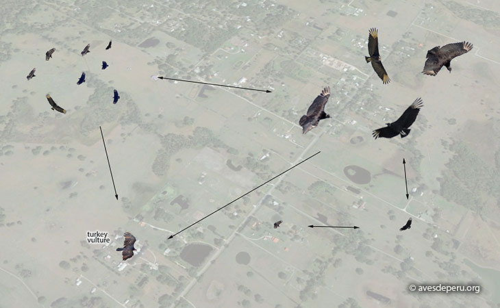 gallinazo-cabeza-negra-buscando-alimento