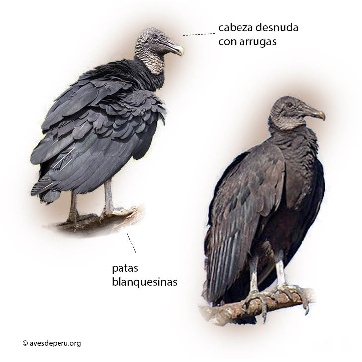 gallinazo_cabeza-negra-posado
