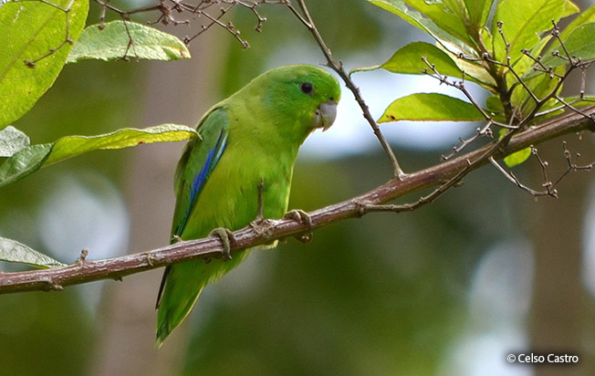 periquito de lomo cobalto