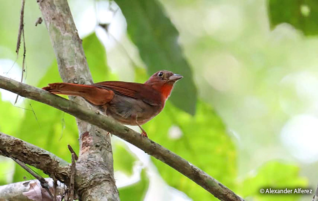 tangara-hormiguera de corona Roja