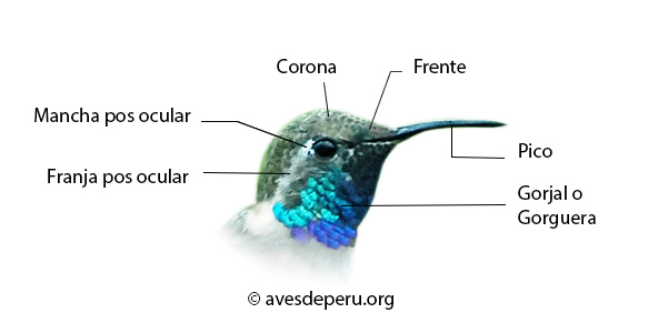 partes de un colibri