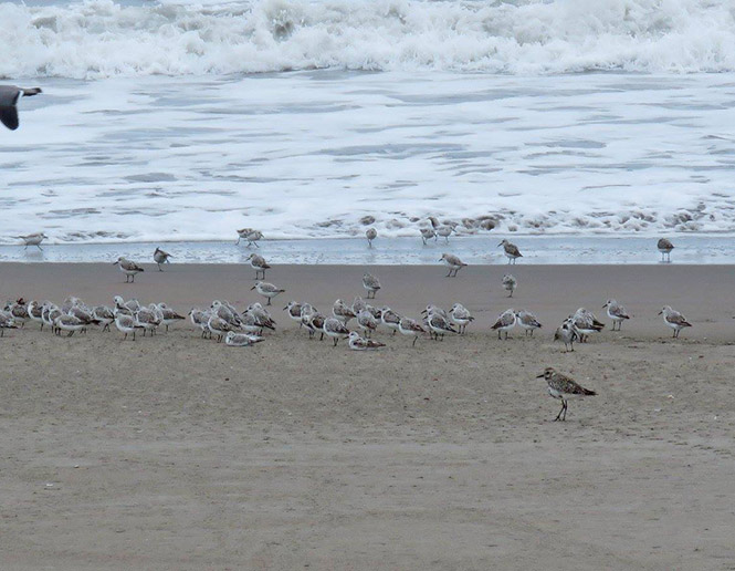 playa de arena