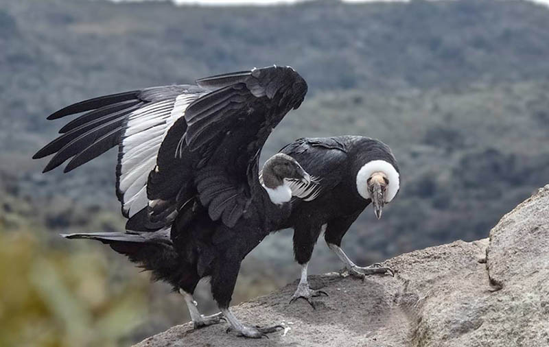 extinción-conservación-condor-andino