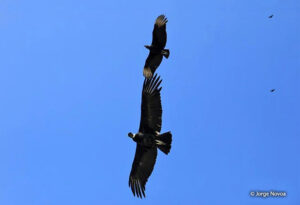 Cóndor Andino (Vultur gryphus)