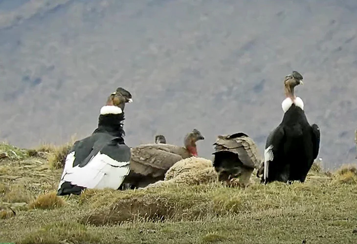 condor andinos aliemtandose de una oveja