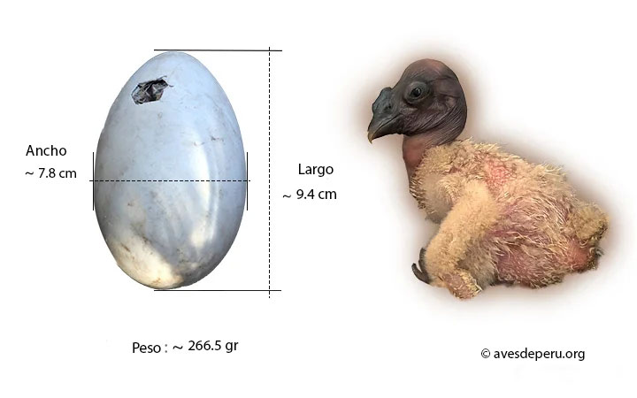 huevo y polluelo condor andino