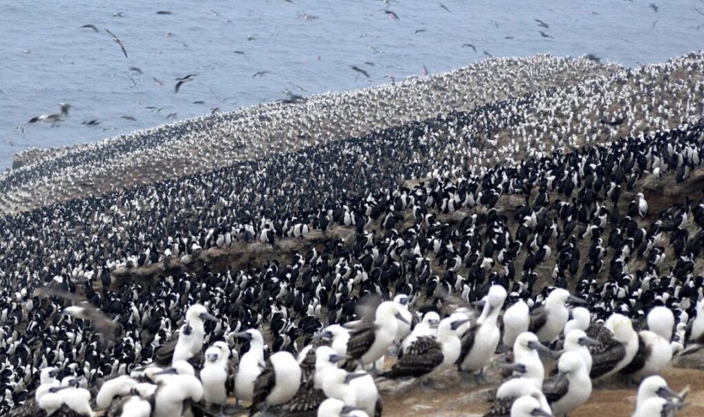 colonia-aves-guaneras
