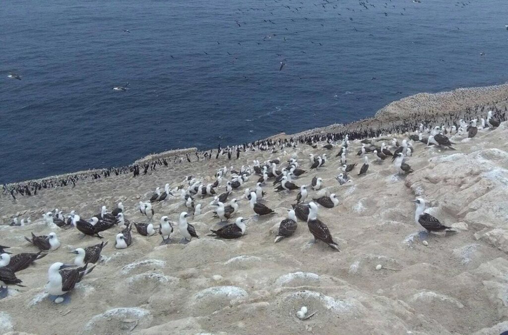 colonia-aves-guaneras