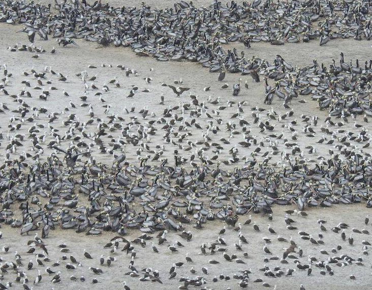 reproduccion-nidificación-aves-guaneras
