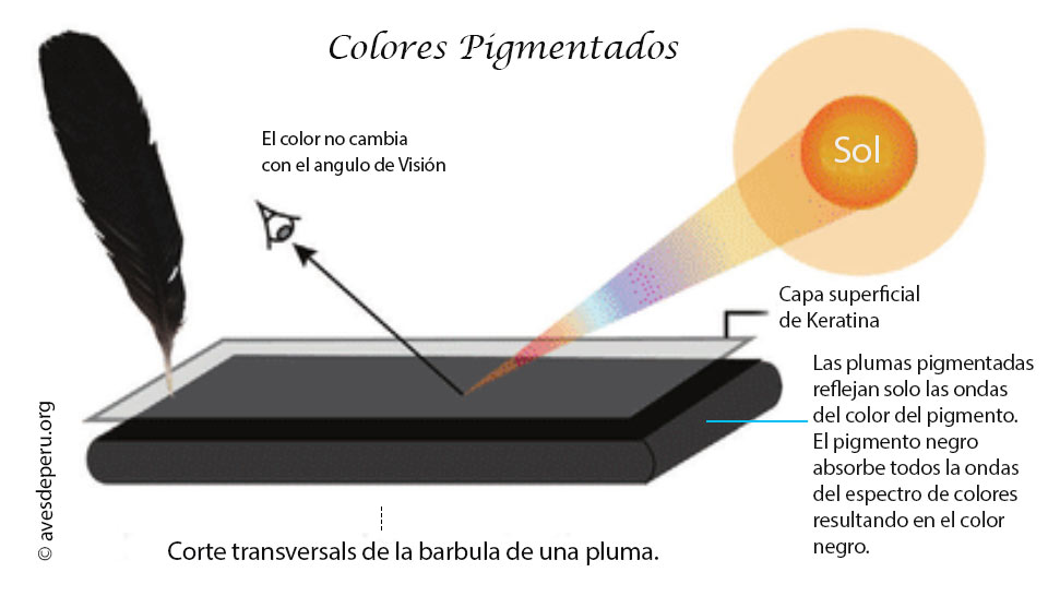 color-pigmentado