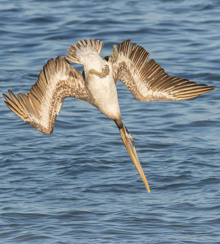 alimentacion-pelicano-pardo