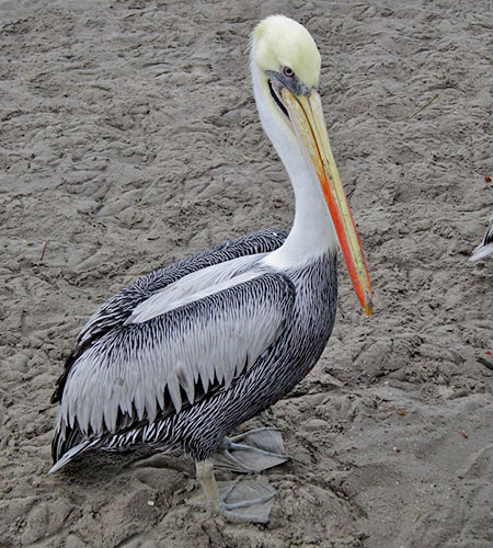 Pelicano peruano