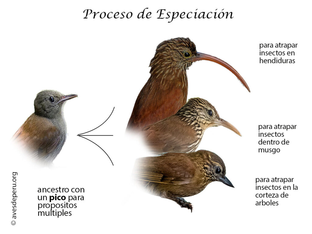 especiación en las aves
