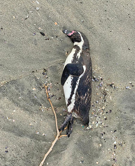 Piguino adulto muerto debido a la falta de alimento.
