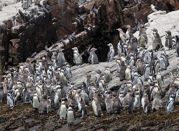 cuantos-pinguinos-hay