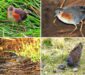 Rascones, Pollas de Agua, Gallinetas, Gallaretas: Rallidae