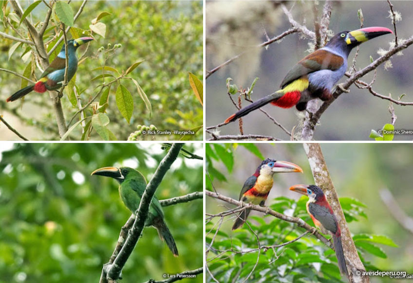 Tucanes Tucancillos Arasaris Ramphastidae Aves De Peru