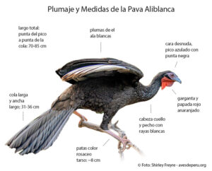 pava-aliblanca-caracteristicas-plumaje