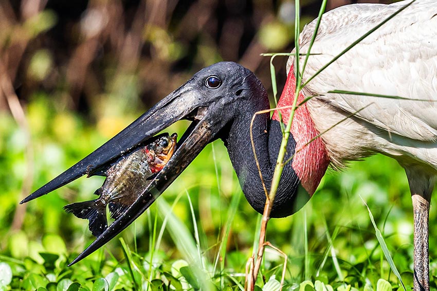alimentación del Jabiru