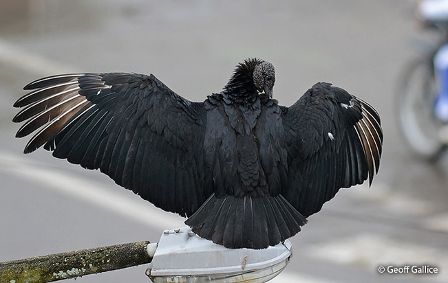 jote de cabeza negra alas desplegadas
