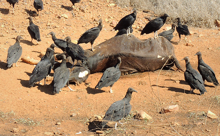 jotes de cabeza negra y carrona