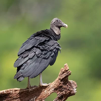 jote de  cabeza negra