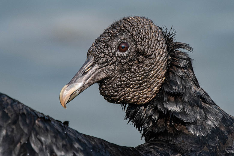 zopilote negro