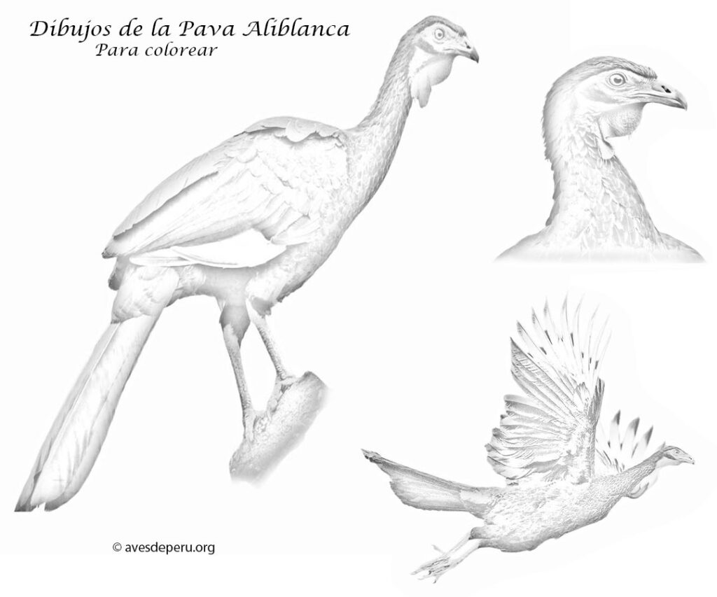 dibujos de la pava aliblanca