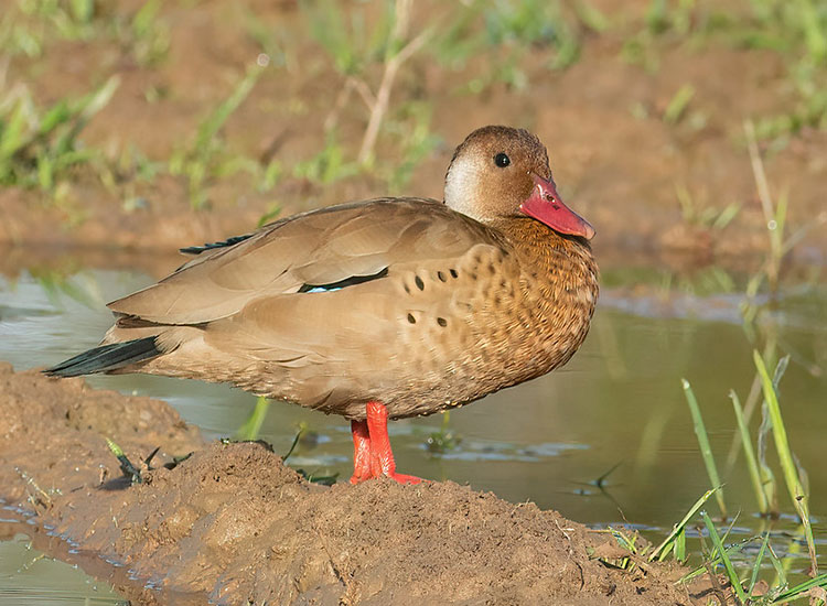 Pato Brasile o O Pato Cutir Amazonetta Brasiliensis Pato Brasile o O Pato Cutir Amazonetta Brasiliensis