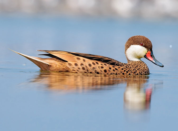 anade-gargantillo-agua